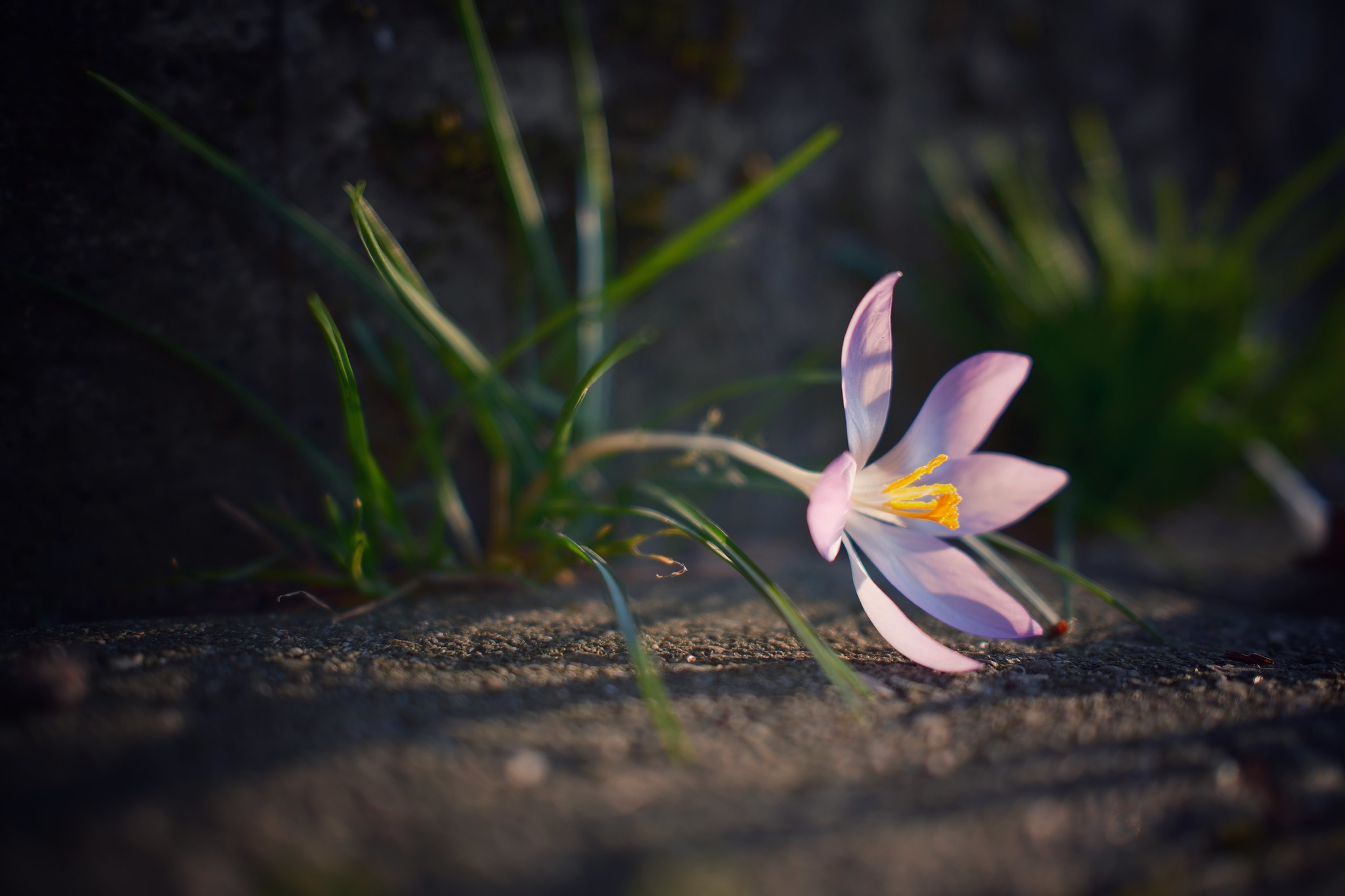 Ein Krokus am Straßenrand