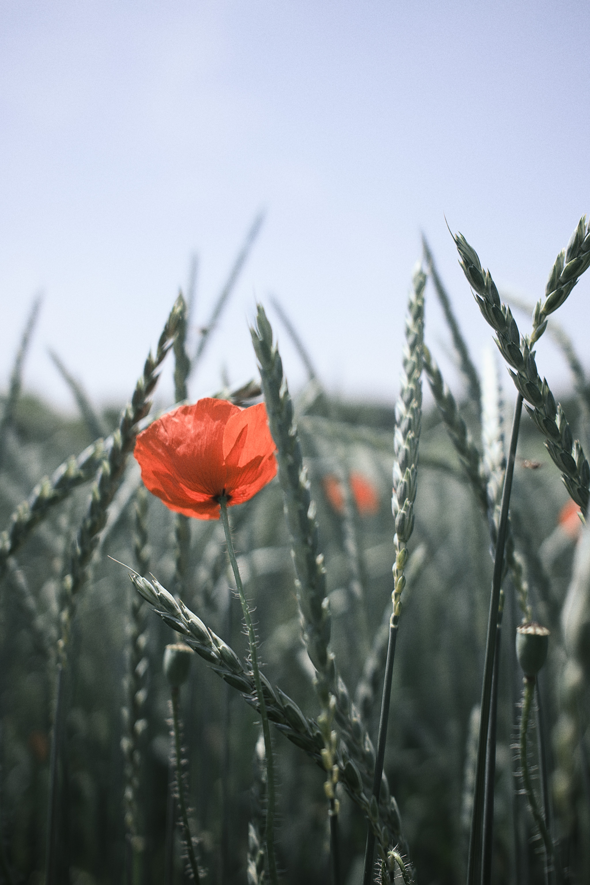 Mohn 1