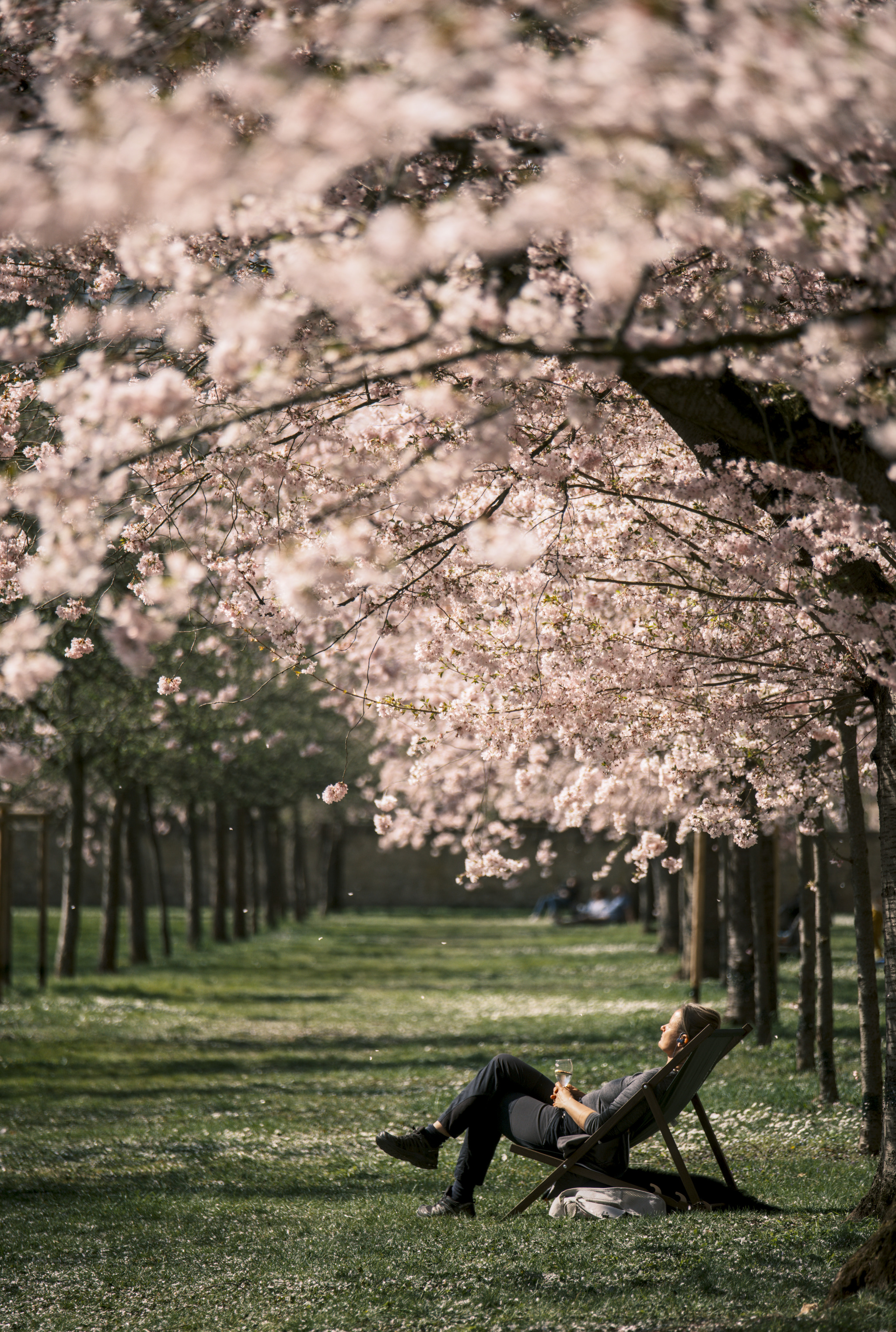 Kirschblüte