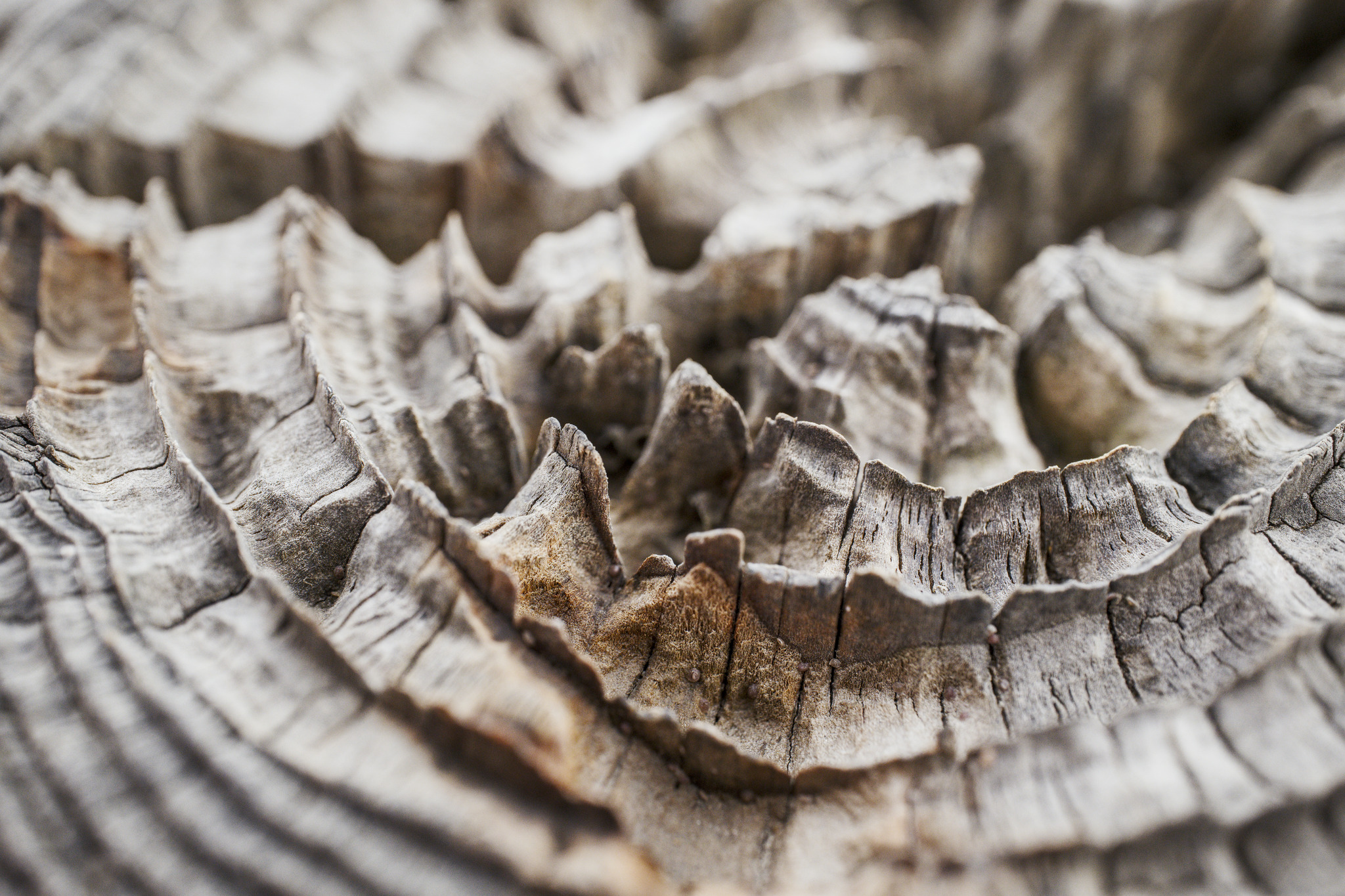 Textur Holz 3