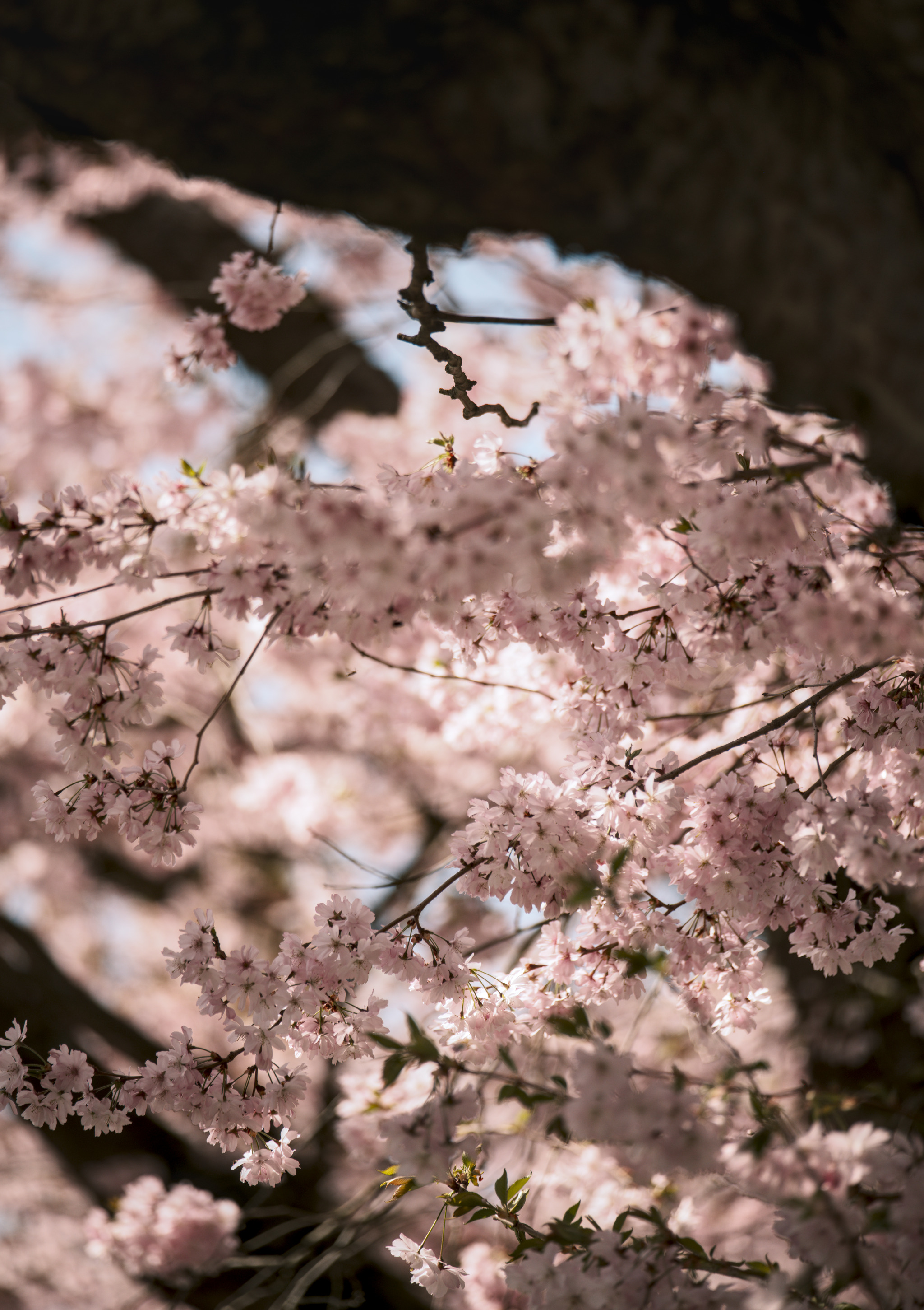 Kirschblüten 3