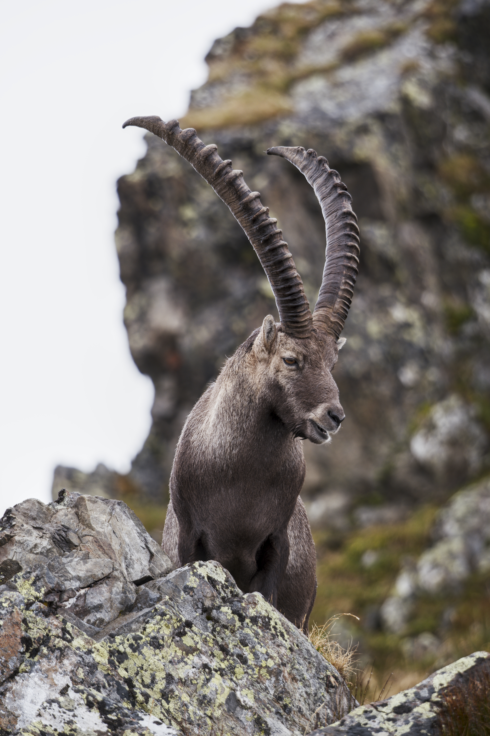 Steinbock 1