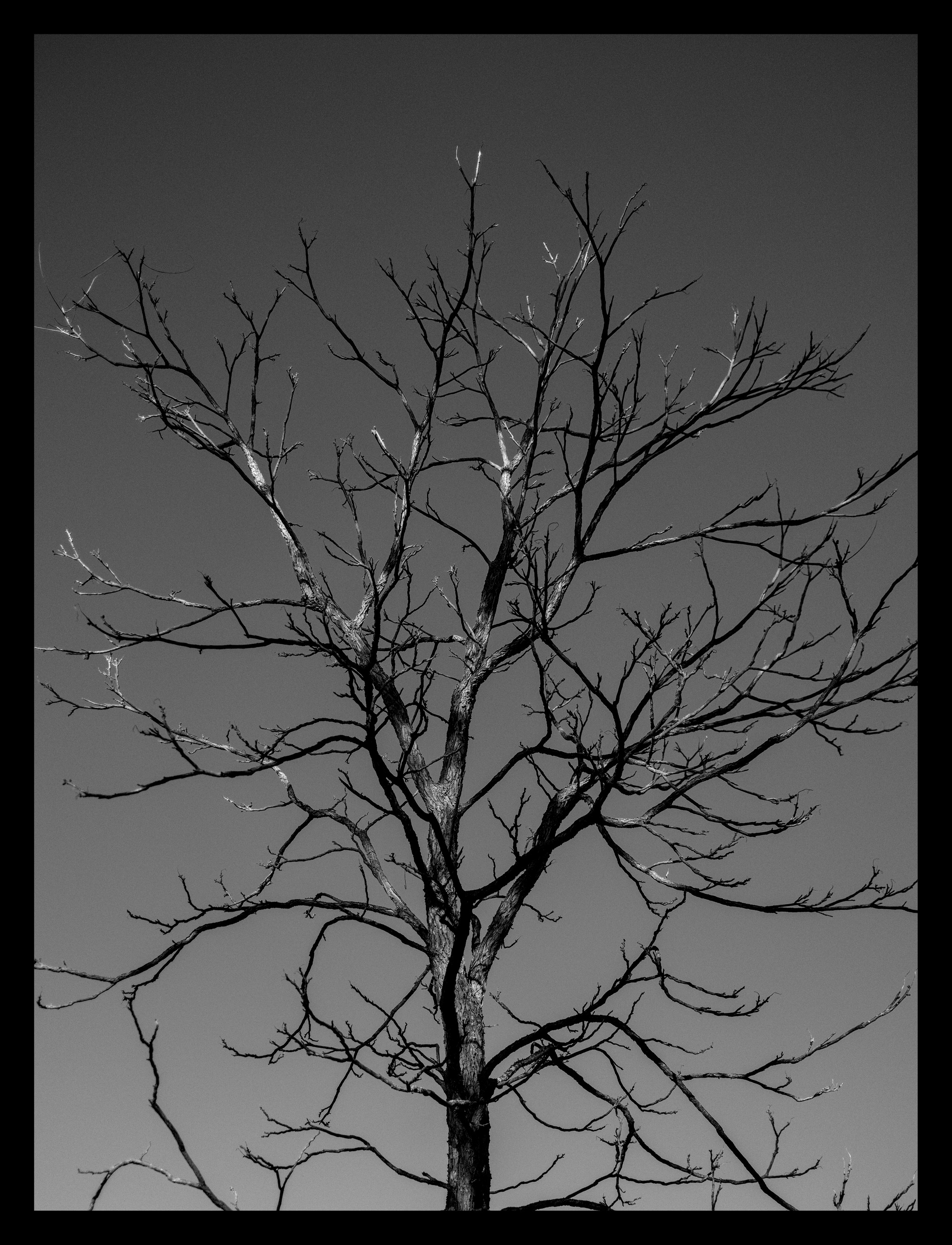 Surreal Tree