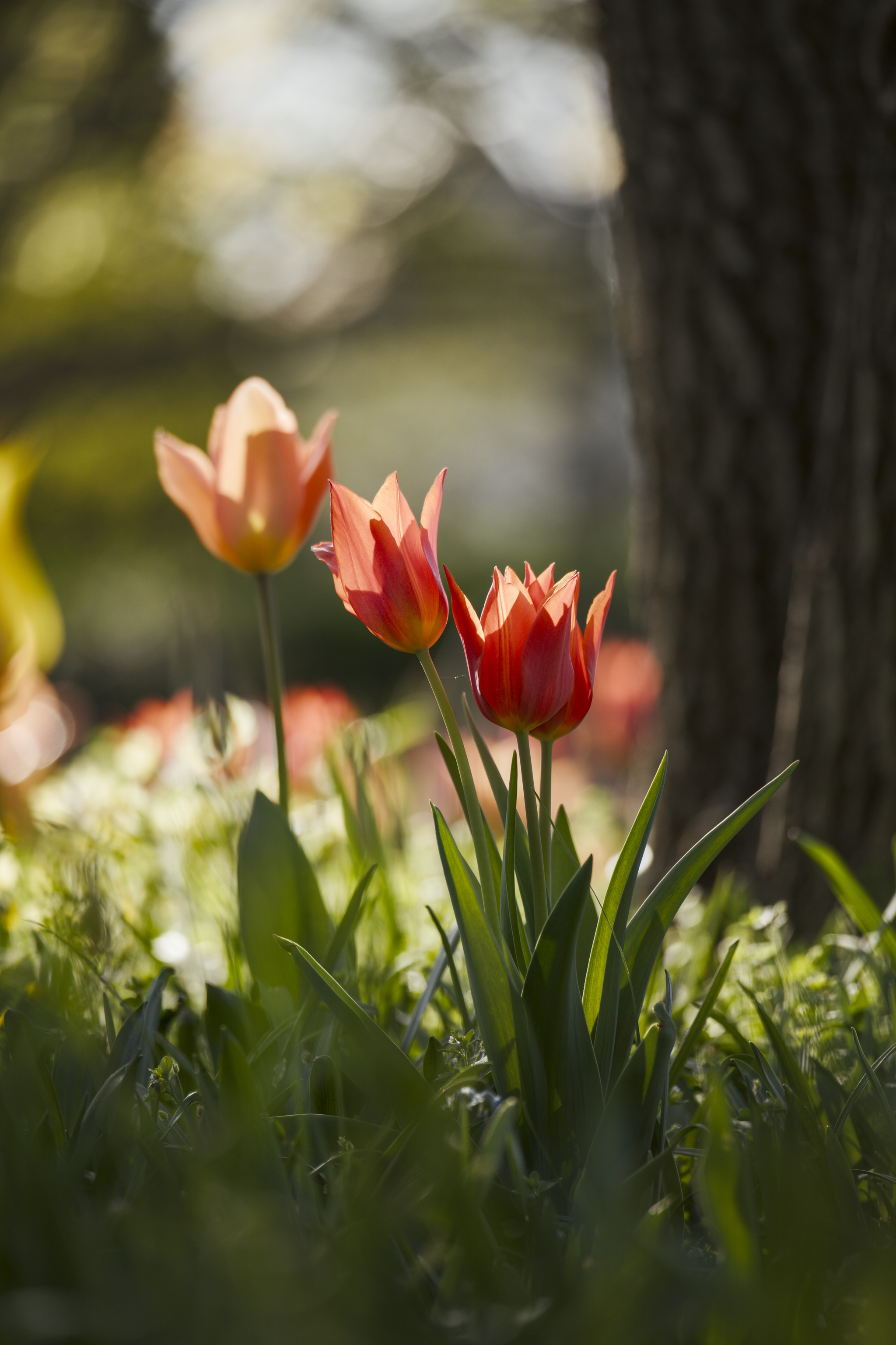 Tulpen 1