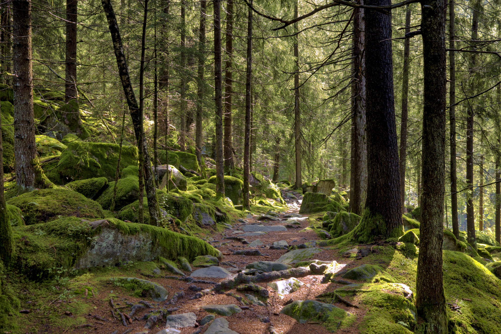 Waldspaziergang 1